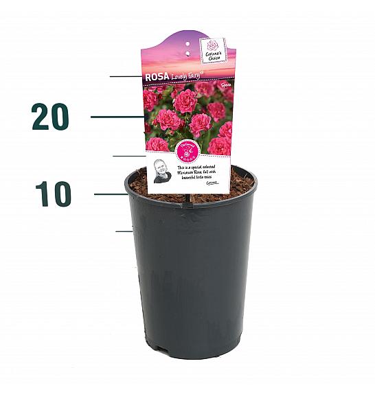 Rosa hybrid Lovely Fairy C2 Lit. 5-10 cm