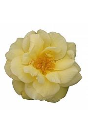 Rosa hybrid Loredo C3 Lit. 10-15 cm