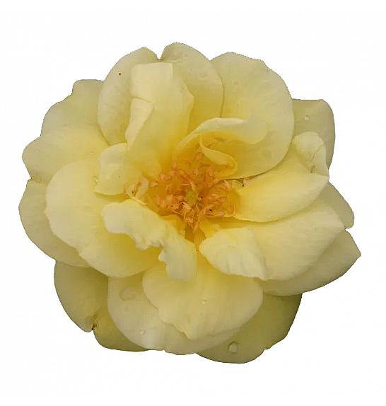 Rosa hybrid Loredo C3 Lit. 10-15 cm