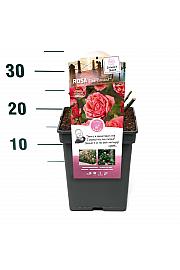 Rosa hybrid Line Renaud C5 Lit. 15-20 cm
