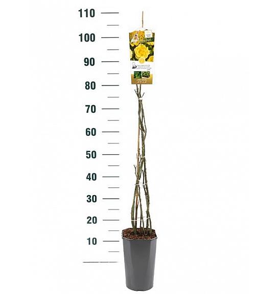 Rosa hybrid Lichtkönigin Lucia C3 Lit. 50-60 cm Vzpenjava