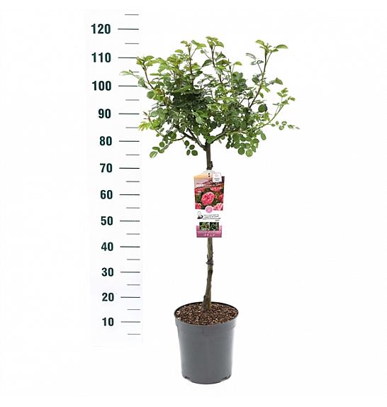 Rosa hybrid Leonardo da Vinci C6 Lit. Na steblu 60 cm