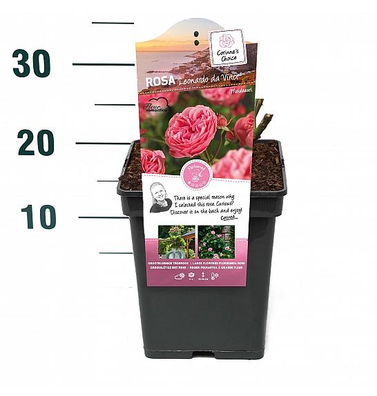 Rosa hybrid Leonardo da Vinci C5 Lit. 15-20 cm