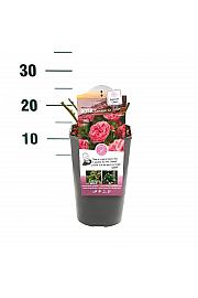 Rosa hybrid Leonardo da Vinci C3 Lit. 10-15 cm