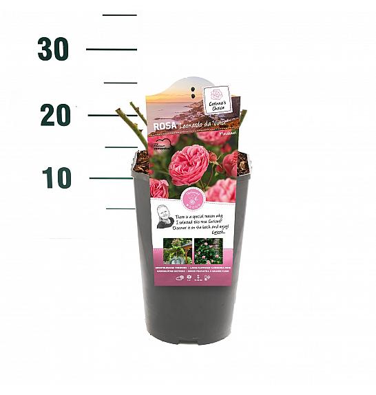 Rosa hybrid Leonardo da Vinci C3 Lit. 10-15 cm