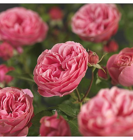 Rosa hybrid Leonardo da Vinci C3 Lit. 10-15 cm