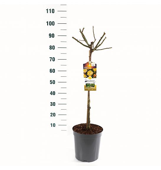 Rosa hybrid Lampion C6 Lit. Na steblu 60 cm