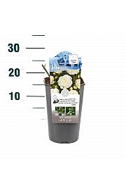 Rosa hybrid Kristal C3 Lit. 10-15 cm