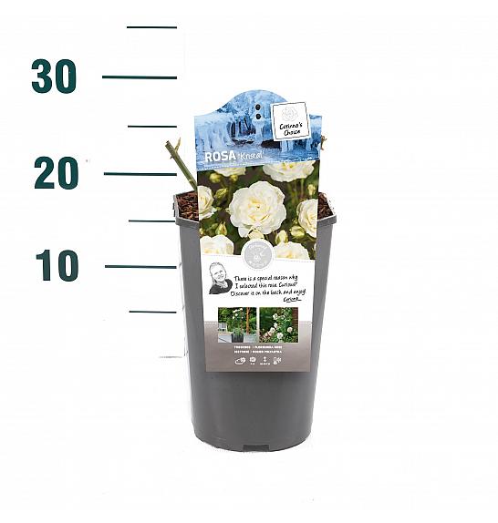 Rosa hybrid Kristal C3 Lit. 10-15 cm