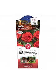Rosa hybrid Jive Courtyard® C5 Lit. 40-60 cm Vzpenjava