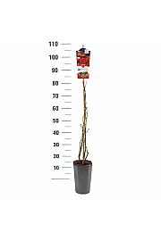 Rosa hybrid Jive Courtyard® C3 Lit. 50-60 cm Vzpenjava