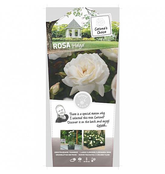Rosa hybrid Helga C6 Lit. Na steblu 110 cm