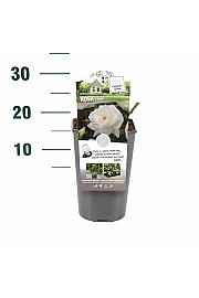 Rosa hybrid Helga C3 Lit. 10-15 cm