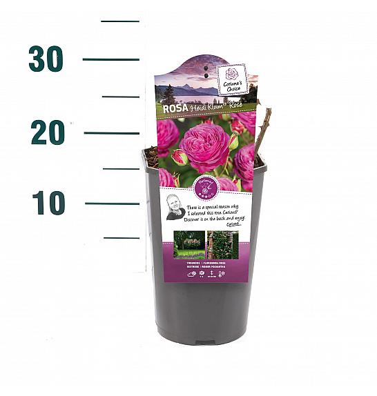 Rosa hybrid Heidi Klum C3 Lit. 10-15 cm