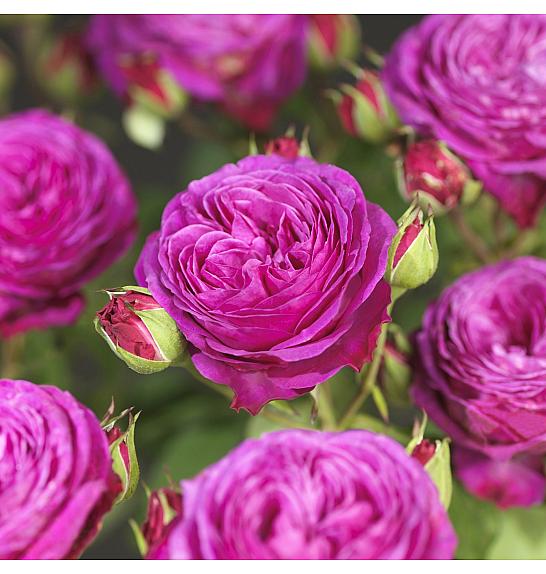 Rosa hybrid Heidi Klum C3 Lit. 10-15 cm