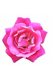 Rosa hybrid Heidetraum C3 Lit. 10-15 cm