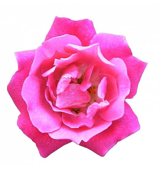 Rosa hybrid Heidetraum C3 Lit. 10-15 cm