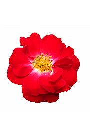Rosa hybrid Heidefeuer C3 Lit. 10-15 cm