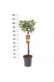 Rosa hybrid Hansestadt Rostock C6 Lit. Na steblu 60 cm