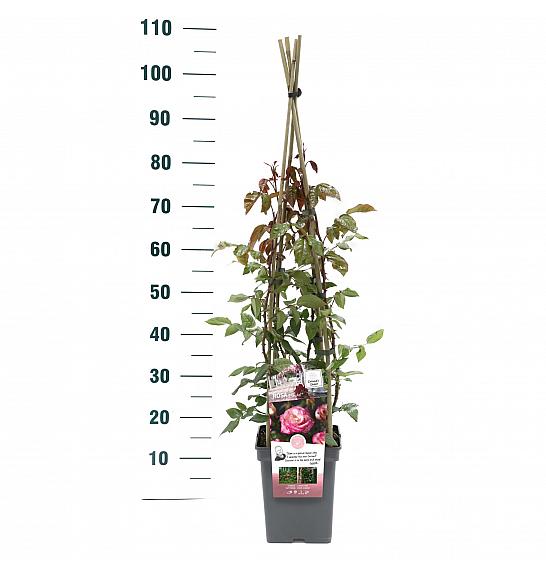Rosa hybrid Handel C5 Lit. 40-60 cm Vzpenjava