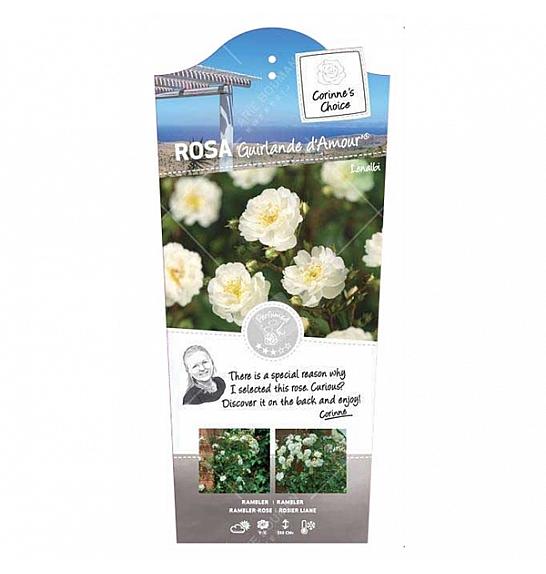 Rosa hybrid Guirlande d Amour C5 Lit. 40-60 cm Vzpenjava