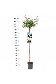 Rosa hybrid Guirlande d Amour C6 Lit. Na steblu 140 cm