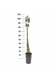 Rosa hybrid Guirlande d Amour C3 Lit. 50-60 cm Vzpenjava