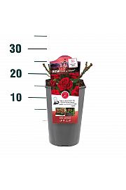 Rosa hybrid Gruss an Bayern C3 Lit. 10-15 cm