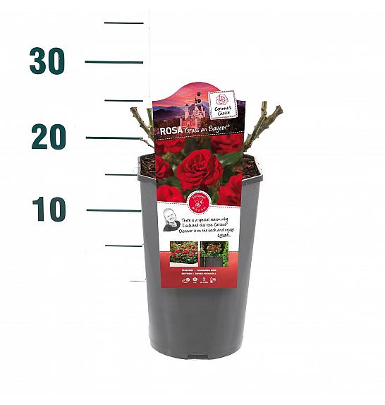 Rosa hybrid Gruss an Bayern C3 Lit. 10-15 cm