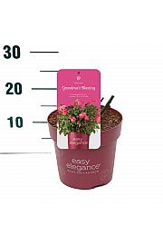 Rosa hybrid Grandmas Blessing C3 Lit. 10-15 cm
