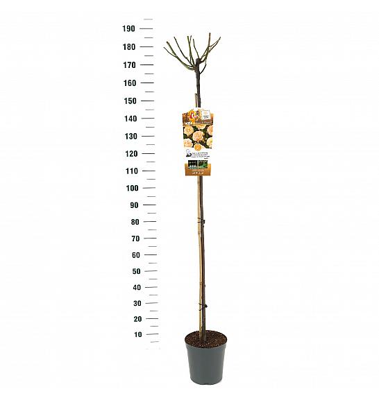 Rosa hybrid Ghislaine de Feligonde C6 Lit. Na steblu 140 cm