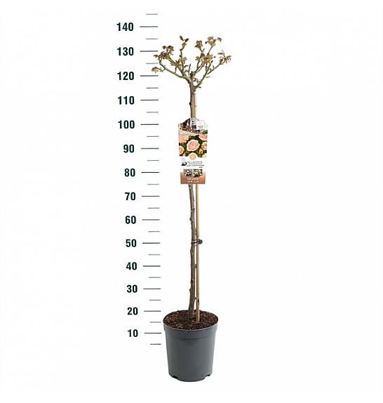 Rosa hybrid Garden of Roses C6 Lit. Na steblu 90 cm