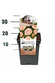 Rosa hybrid Garden of Roses C5 Lit. 15-20 cm