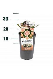 Rosa hybrid Garden of Roses C3 Lit. 10-15 cm