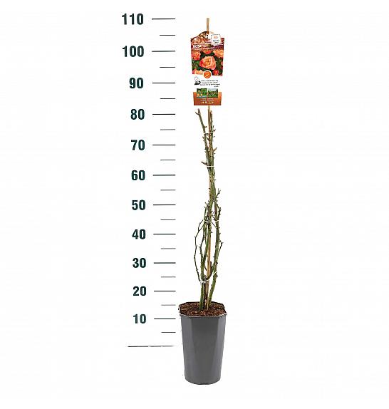 Rosa hybrid Freising Morgenrote C3 Lit. 50-60 cm Vzpenjava
