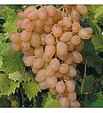 Vitis vinifera Corniola C4 Lit. 125-150 cm