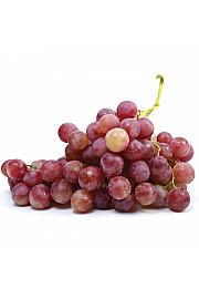 Vitis vinifera Coralla C4 Lit. 125-150 cm