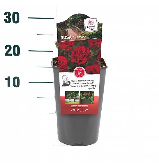 Rosa hybrid Europeana C3 Lit. 10-15 cm