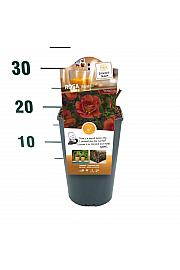 Rosa hybrid Espresso C3 Lit. 10-15 cm