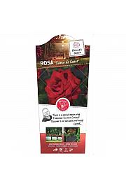 Rosa hybrid Dame de Coeur C6 Lit. Na steblu 90 cm