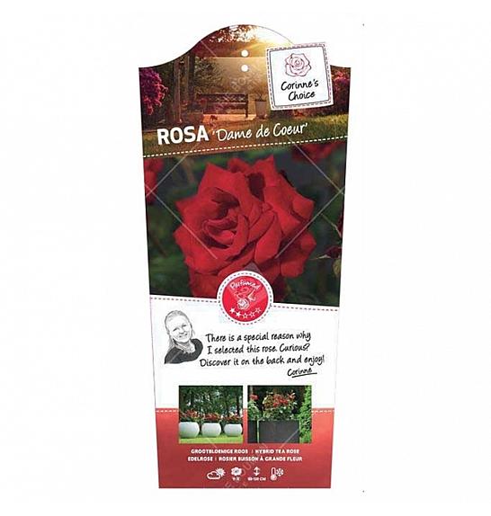 Rosa hybrid Dame de Coeur C6 Lit. Na steblu 90 cm