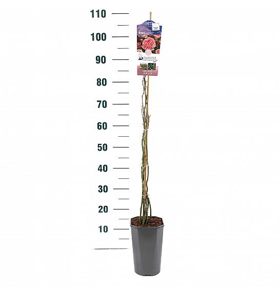 Rosa hybrid Coral Dawn C3 Lit. 50-60 cm Vzpenjava