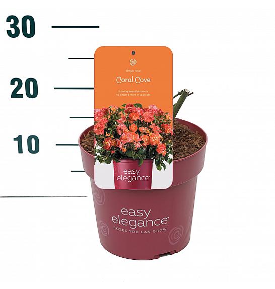 Rosa hybrid Coral Cove C3 Lit. 10-15 cm