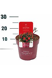 Rosa hybrid Como Park C3 Lit. 10-15 cm