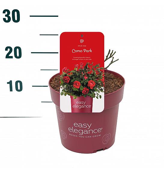 Rosa hybrid Como Park C3 Lit. 10-15 cm