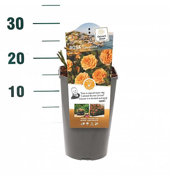 Rosa hybrid Clementine C3 Lit. 10-15 cm