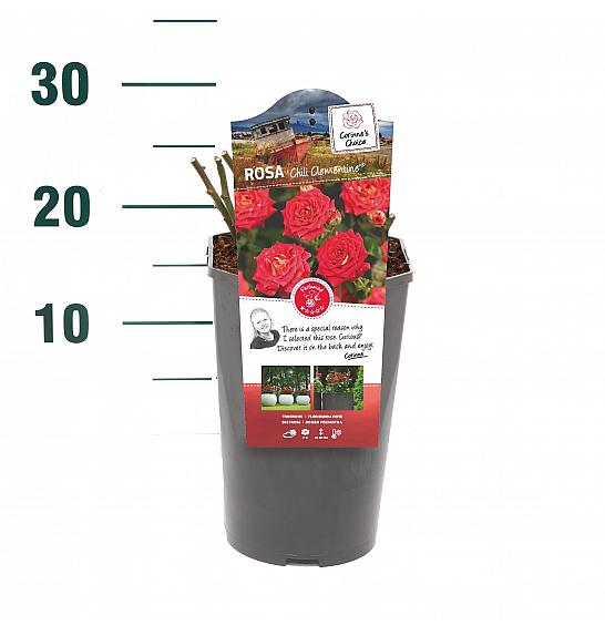 Rosa hybrid Chili Clementine C3 Lit. 10-15 cm