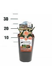 Rosa hybrid Caerphilly Castle C3 Lit. 10-15 cm