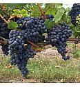 Vitis vinifera Apirena Nera C4 Lit. 125-150 cm