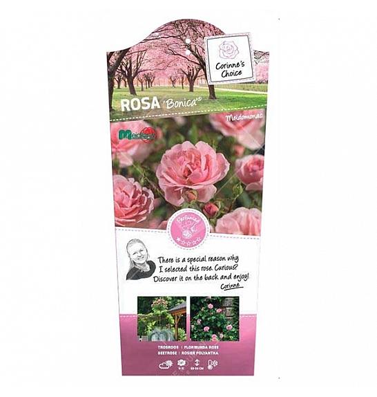 Rosa hybrid Bonica C6 Lit. Na steblu 90 cm